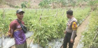 Guna Dukung Program Ketahanan Pangan P2B Polsek Ngimbang Monitoring Tanaman Tomat di Desa Girik