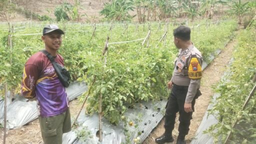 Guna Dukung Program Ketahanan Pangan P2B Polsek Ngimbang Monitoring Tanaman Tomat di Desa Girik Guna Dukung Program Ketahanan Pangan P2B Polsek Ngimbang Monitoring Tanaman Tomat di Desa Girik