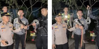 Tiga Remaja Diamankan Tim Bonte Polres Rejang Lebong,Bawa Senjata Tajam Diduga Hendak Tawuran