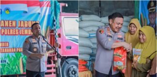 Polres Jember Dorong Penyerapan Hasil Panen Jagung Petani melalui Sinergi dengan Bulog
